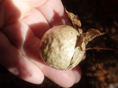 Amphibolips