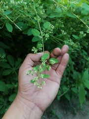 Euphorbia lasiocarpa