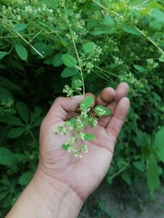 Euphorbia lasiocarpa
