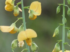 Crotalaria