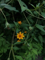 Wedelia acapulcensis