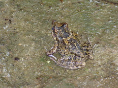 Thoropa miliaris