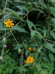 Wedelia acapulcensis