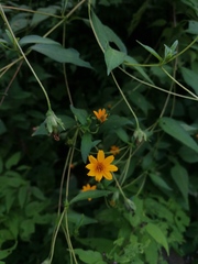 Wedelia acapulcensis