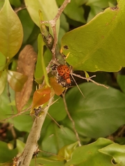 Platyomus