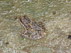 Thoropa miliaris