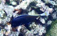 Acanthurus nigricans