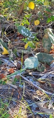 Opuntia stricta