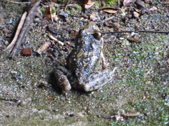 Thoropa miliaris