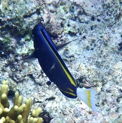 Acanthurus nigricans