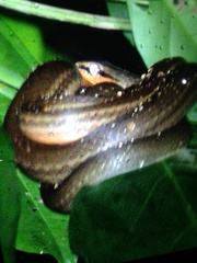 Mastigodryas melanolomus