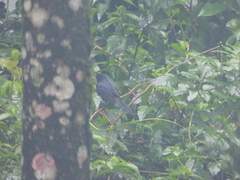 Tachyphonus coronatus