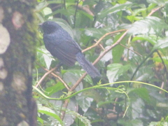 Tachyphonus coronatus