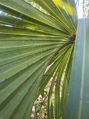 Coryphoideae