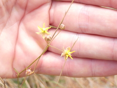 Asclepiadoideae