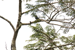 Horizocerus hartlaubi