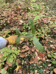 Viburnum setigerum