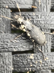 Pterostichus