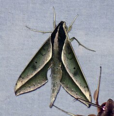 Xylophanes amadis