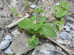 Scrophularia peregrina