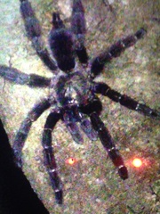 Psalmopoeus reduncus