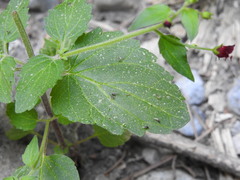 Scrophularia peregrina