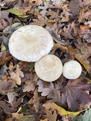 Agaricus arvensis