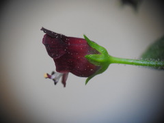 Scrophularia peregrina