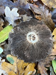 Agaricus arvensis