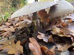 Agaricus arvensis