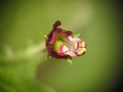 Scrophularia peregrina