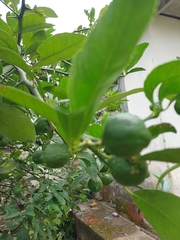 Citrus × aurantiifolia