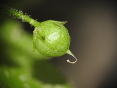 Scrophularia peregrina