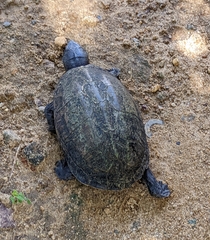 Kinosternon scorpioides scorpioides