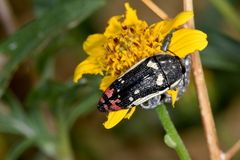 Acmaeodera amabilis