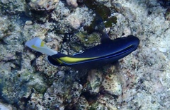 Acanthurus nigricans