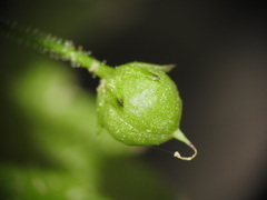 Scrophularia peregrina