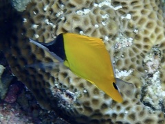 Forcipiger flavissimus