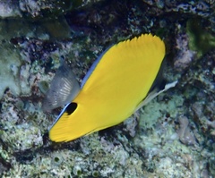 Forcipiger flavissimus