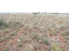 Aristida adscensionis