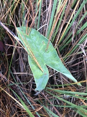 Peltandra sagittifolia