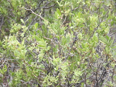 Searsia ciliata