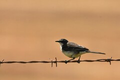 Motacilla capensis capensis