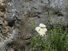 Achillea cretica