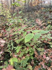Viburnum setigerum