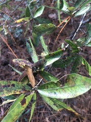 Quercus incana
