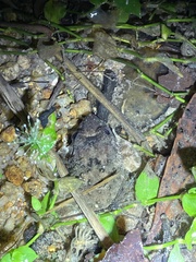 Limnonectes fujianensis