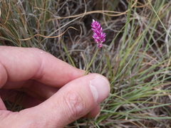 Hermbstaedtia fleckii