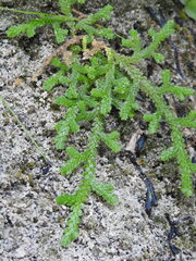 Selaginella denticulata