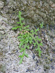 Selaginella denticulata